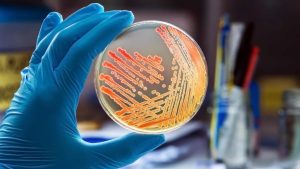 Microbiology Services Image