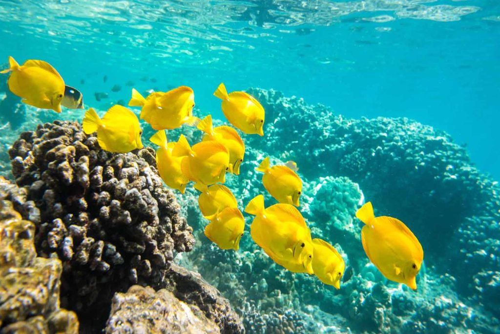 Yellow tropical fish swimming over a coral reef in clear Hawaii waters